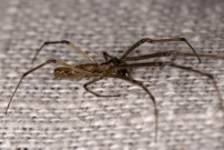 (Araneae - Tetragnathidae - Tetragnatha nigrita)